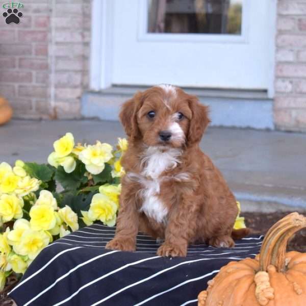Gilbert, Cavapoo Puppy