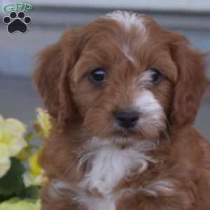 Gilbert, Cavapoo Puppy