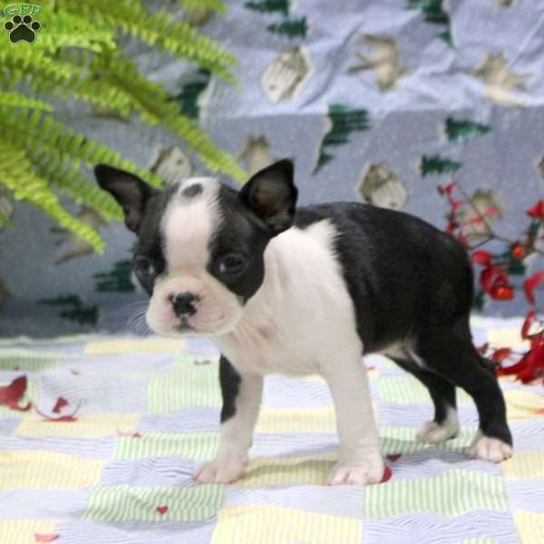 Gina, Boston Terrier Puppy