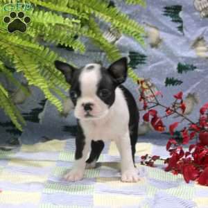 Gina, Boston Terrier Puppy