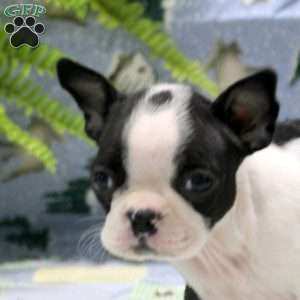 Gina, Boston Terrier Puppy