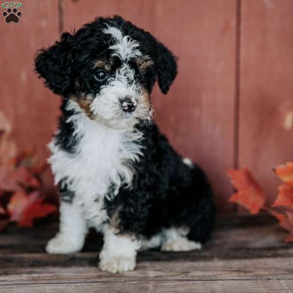 Gina, Mini Bernedoodle Puppy