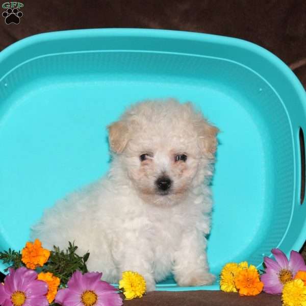 Ginger, Bichon Frise Puppy