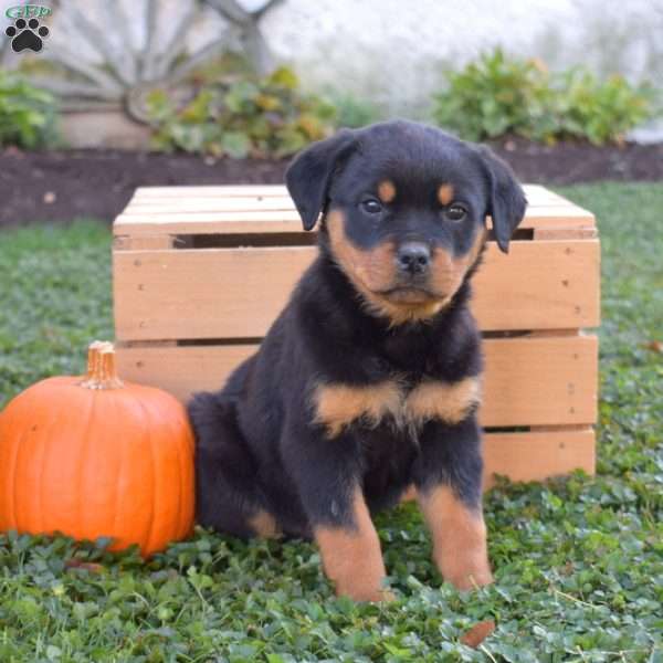 Ginger, Rottweiler Puppy