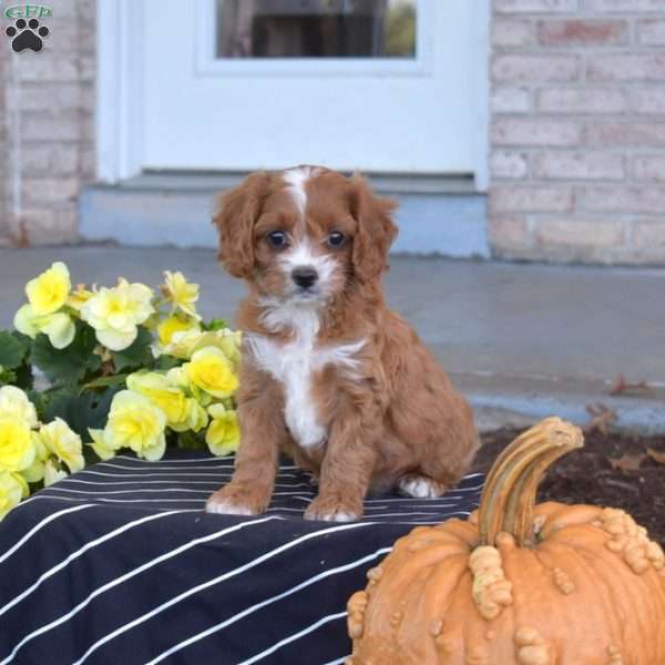 Ginger, Cavapoo Puppy