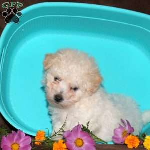 Ginger, Bichon Frise Puppy