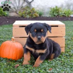 Ginger, Rottweiler Puppy