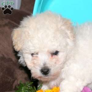 Ginger, Bichon Frise Puppy