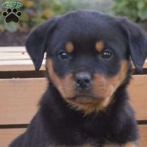 Ginger, Rottweiler Puppy
