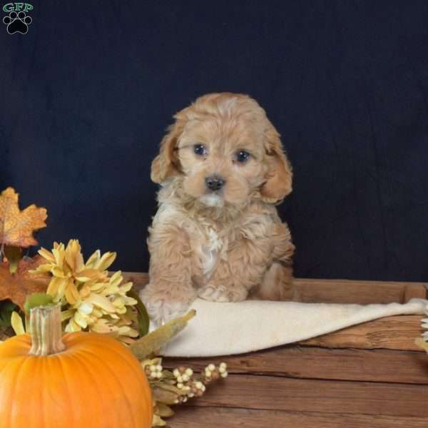 Gingerbread, Cavapoo Puppy