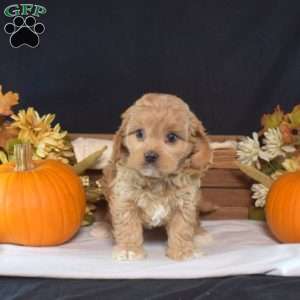 Gingerbread, Cavapoo Puppy
