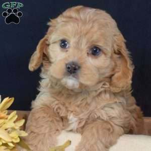 Gingerbread, Cavapoo Puppy