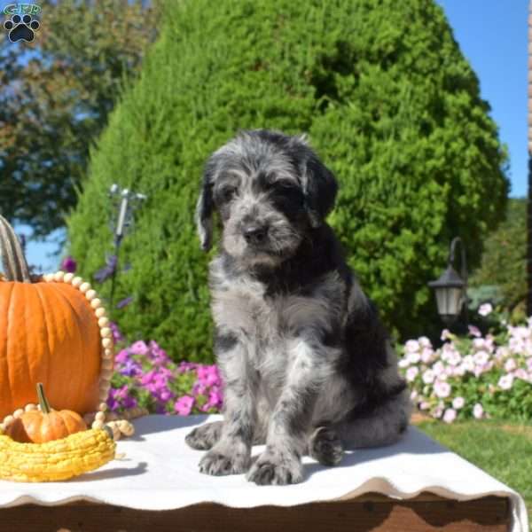 Glacier, Rottie-Poo Puppy