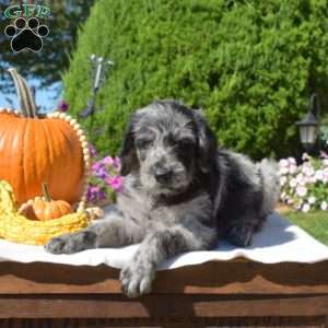 Glacier, Rottie-Poo Puppy