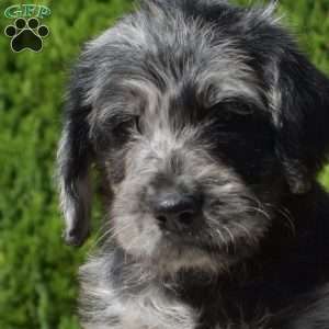 Glacier, Rottie-Poo Puppy