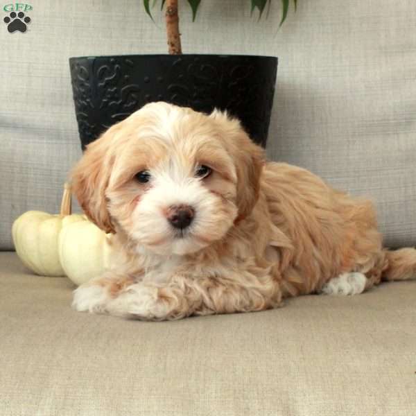 Goldie, Maltipoo Puppy