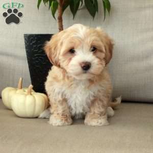 Goldie, Maltipoo Puppy