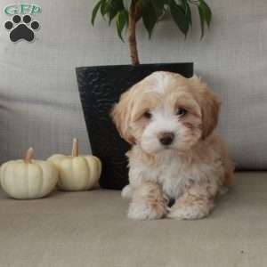 Goldie, Maltipoo Puppy