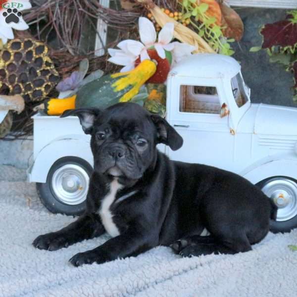 Gordon, Frenchton Puppy