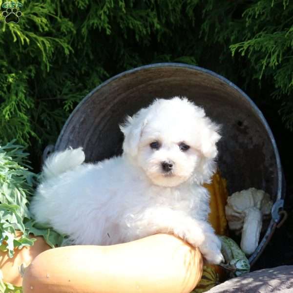 Gordy, Bichon Frise Puppy