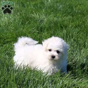 Gordy, Bichon Frise Puppy