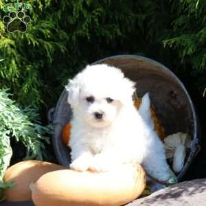 Gordy, Bichon Frise Puppy
