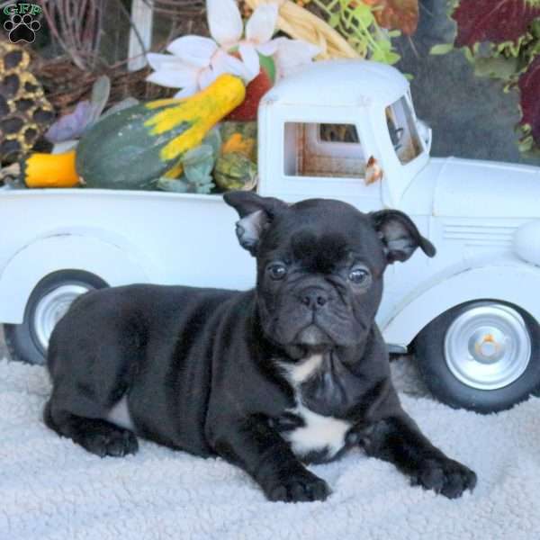 Grace, Frenchton Puppy