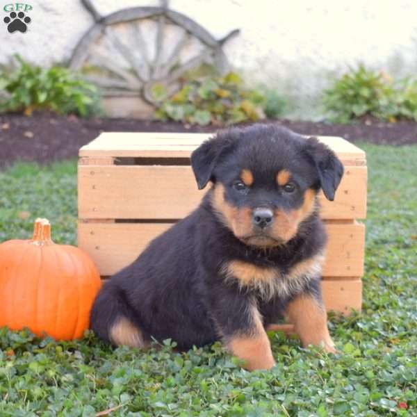 Gracie, Rottweiler Puppy