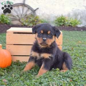 Gracie, Rottweiler Puppy