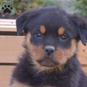 Gracie, Rottweiler Puppy