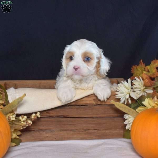 Graham, Cavapoo Puppy