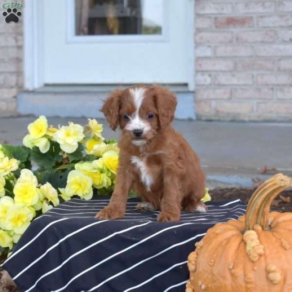 Granola, Cavapoo Puppy