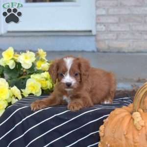 Granola, Cavapoo Puppy