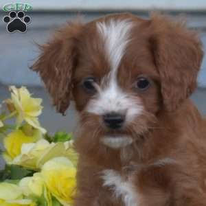 Granola, Cavapoo Puppy