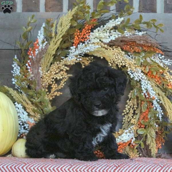 Grant, Miniature Poodle Puppy