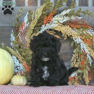 Grant, Miniature Poodle Puppy