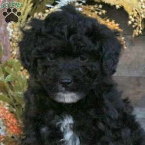 Grant, Miniature Poodle Puppy
