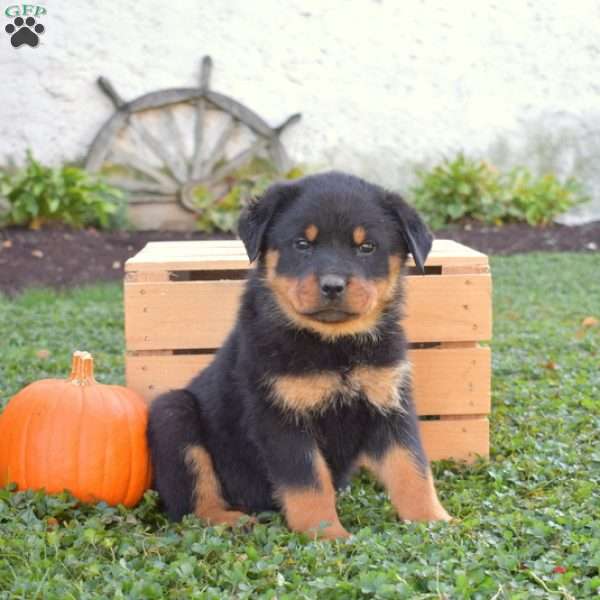 Gretchen, Rottweiler Puppy