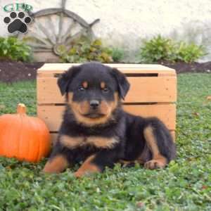 Gretchen, Rottweiler Puppy