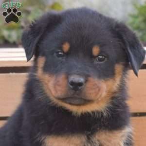 Gretchen, Rottweiler Puppy