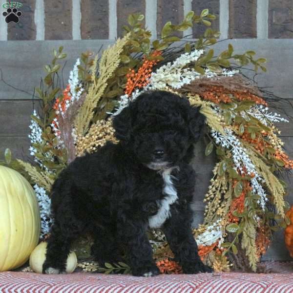 Griffin, Miniature Poodle Puppy