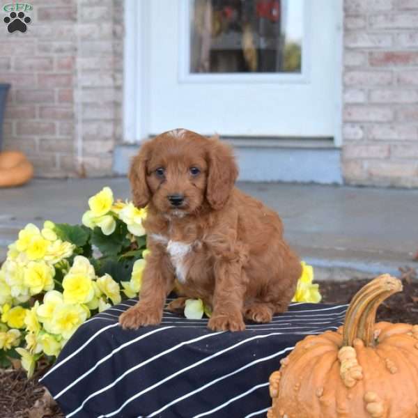 Griffin, Cavapoo Puppy