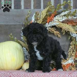 Griffin, Miniature Poodle Puppy
