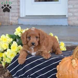 Griffin, Cavapoo Puppy