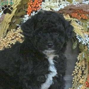 Griffin, Miniature Poodle Puppy