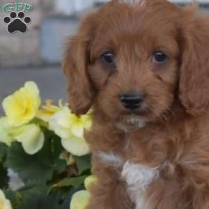 Griffin, Cavapoo Puppy