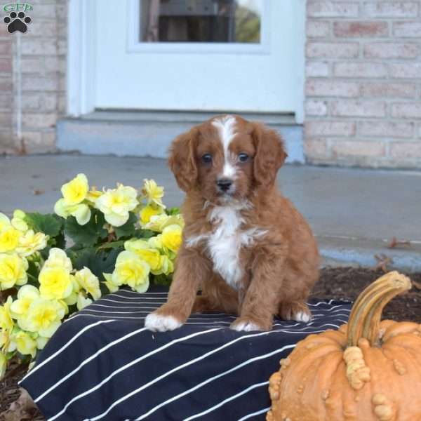 Grits, Cavapoo Puppy