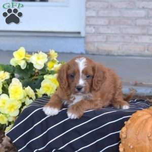 Grits, Cavapoo Puppy