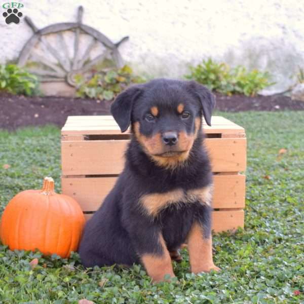 Grizzly, Rottweiler Puppy