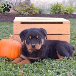 Grizzly, Rottweiler Puppy